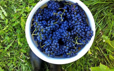 Bilan d’une année gourmande en 15 points