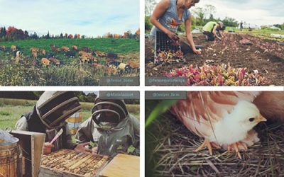 10 comptes Instagram de fermes québécoises à suivre
