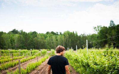 À découvrir : Vignoble Les Pervenches