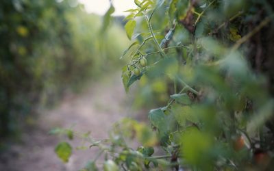 Être à la fois fermier et restaurateur