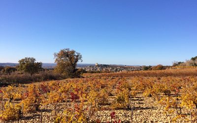 Plein air gourmand dans les vignes de Châteauneuf-du-Pape