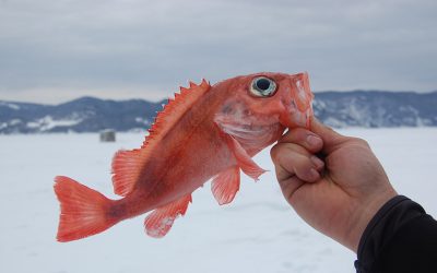 Histoires de pêche blanche