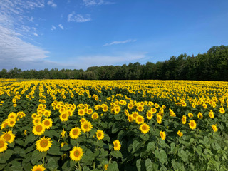 Prendre la route des champs fleuris